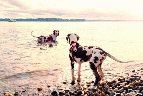 Great Dane Lifespan: How Long Do These Gentle Giants Live?