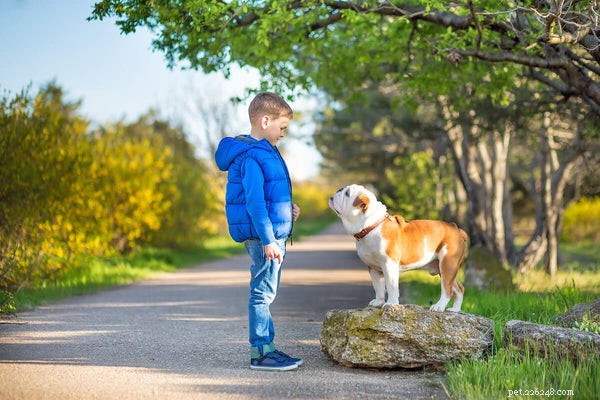 What Causes Sudden Skin Bumps in English Bulldogs? A Comprehensive Guide