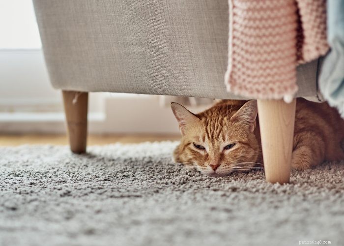 Build Immunity to Cat Allergies: Enjoy Your Feline Friend