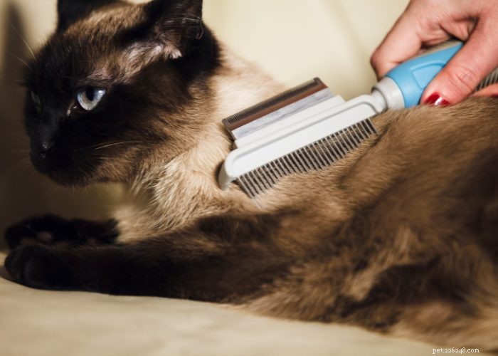 Build Immunity to Cat Allergies: Enjoy Your Feline Friend