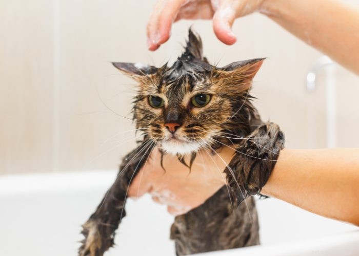 Build Immunity to Cat Allergies: Enjoy Your Feline Friend