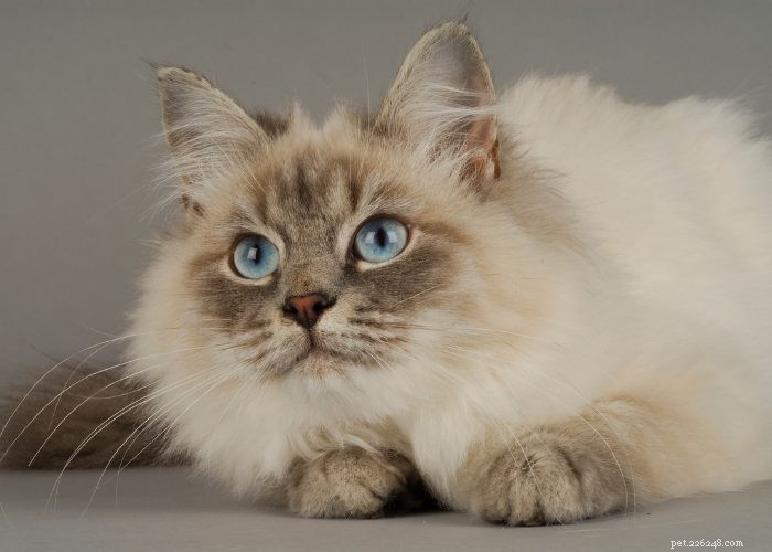 Build Immunity to Cat Allergies: Enjoy Your Feline Friend