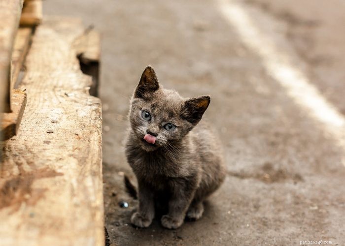 Stray vs. Feral Cats: How to Identify and Handle Them Safely