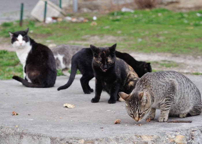 Stray vs. Feral Cats: How to Identify and Handle Them Safely