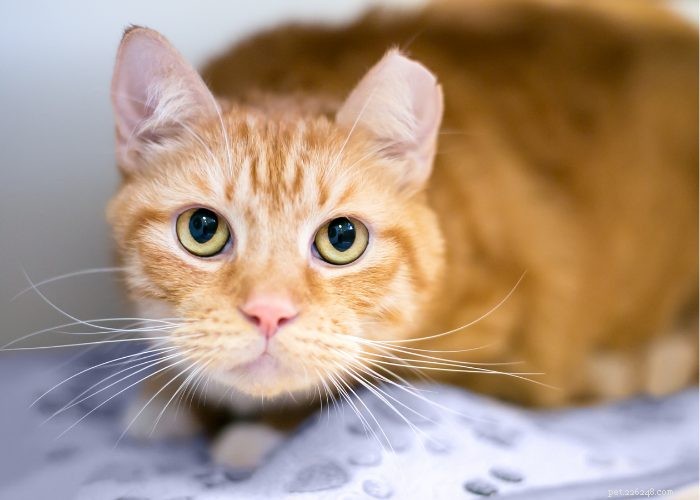 Stray vs. Feral Cats: How to Identify and Handle Them Safely