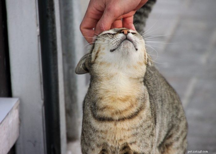 Stray vs. Feral Cats: How to Identify and Handle Them Safely