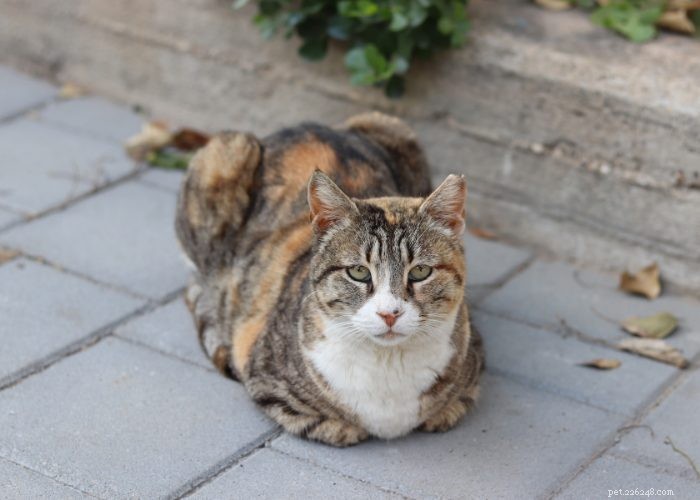 Stray vs. Feral Cats: How to Identify and Handle Them Safely