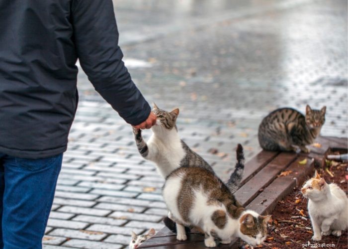 Stray vs. Feral Cats: How to Identify and Handle Them Safely