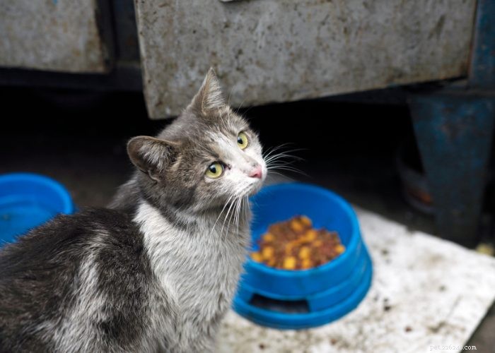 Stray vs. Feral Cats: How to Identify and Handle Them Safely