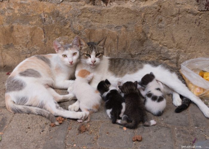 Stray vs. Feral Cats: How to Identify and Handle Them Safely