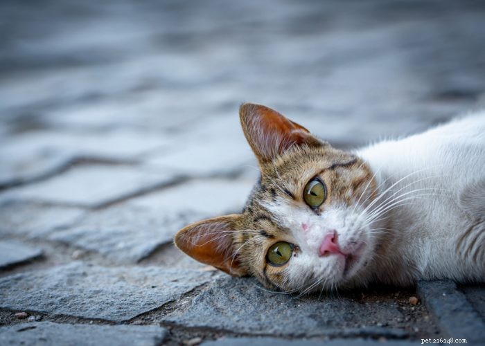 Stray vs. Feral Cats: How to Identify and Handle Them Safely