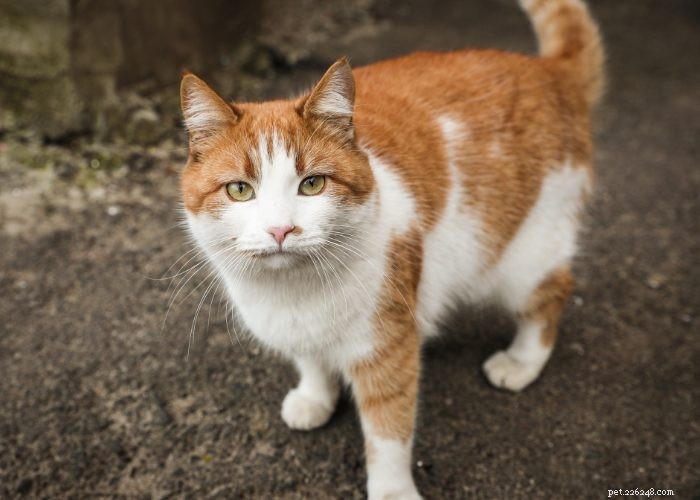 Stray vs. Feral Cats: How to Identify and Handle Them Safely