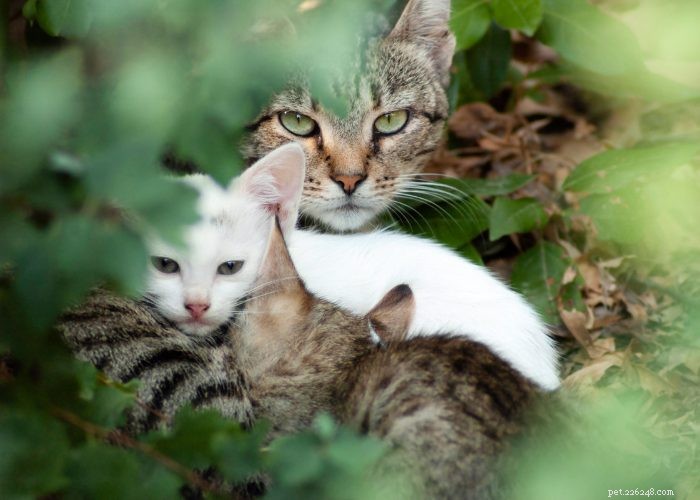 Stray vs. Feral Cats: How to Identify and Handle Them Safely