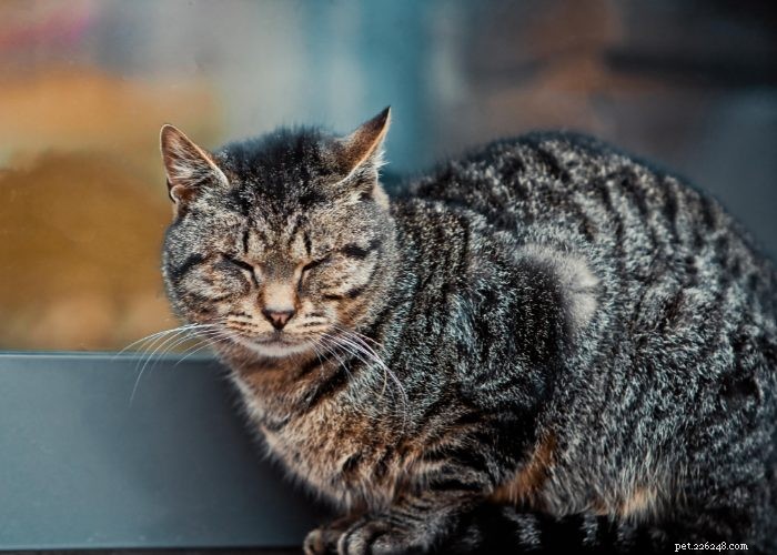 Stray vs. Feral Cats: How to Identify and Handle Them Safely