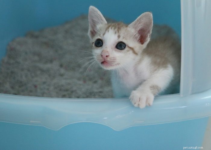The Ultimate Guide to Litter Training Your New Kitten