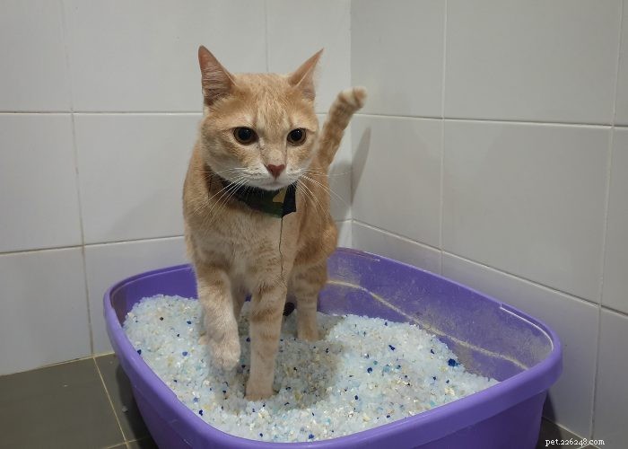 The Ultimate Guide to Litter Training Your New Kitten