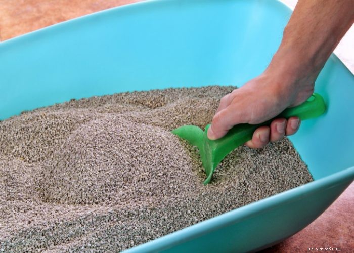 The Ultimate Guide to Litter Training Your New Kitten