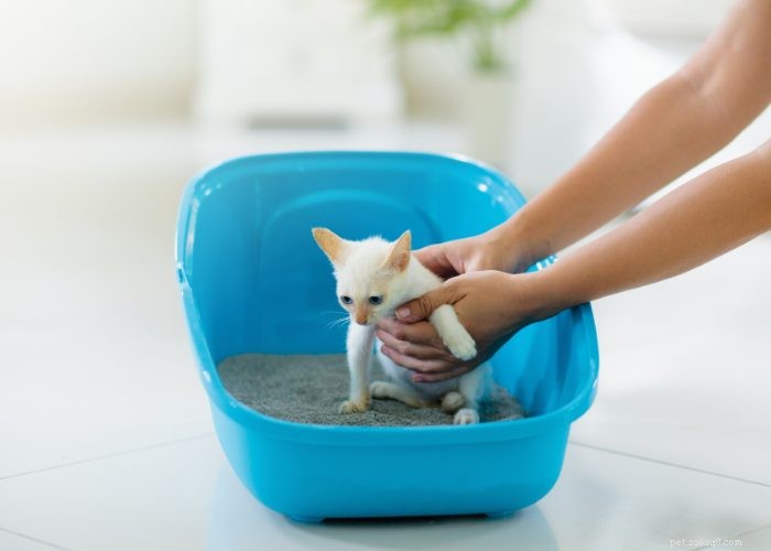 The Ultimate Guide to Litter Training Your New Kitten