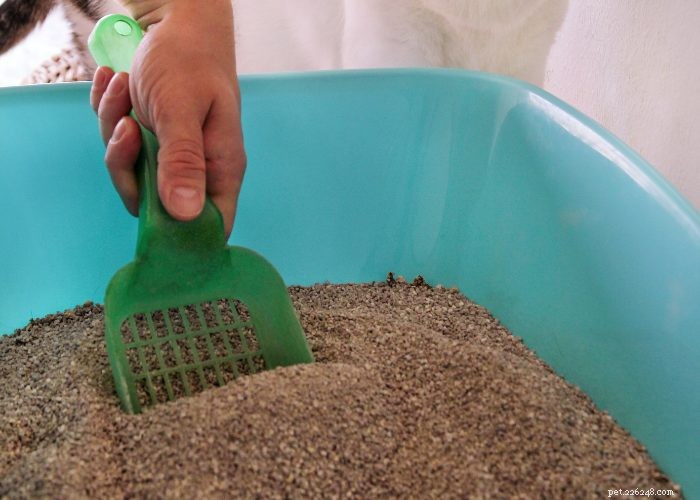 The Ultimate Guide to Litter Training Your New Kitten