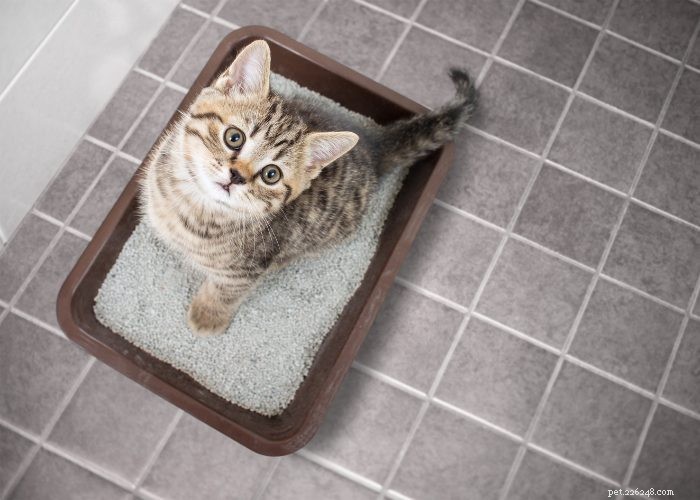 The Ultimate Guide to Litter Training Your New Kitten