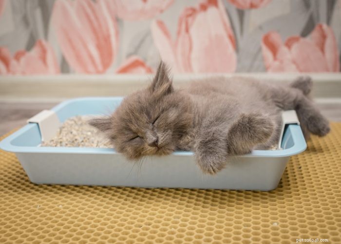 The Ultimate Guide to Litter Training Your New Kitten