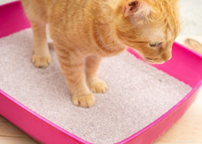 The Ultimate Guide to Litter Training Your New Kitten