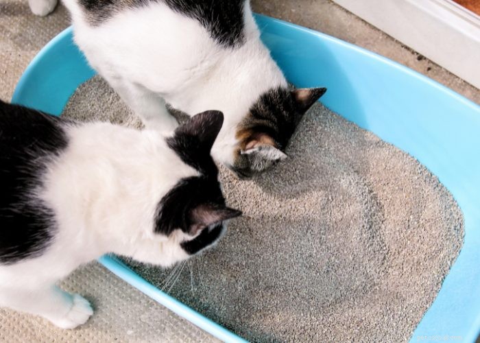 The Ultimate Guide to Litter Training Your New Kitten
