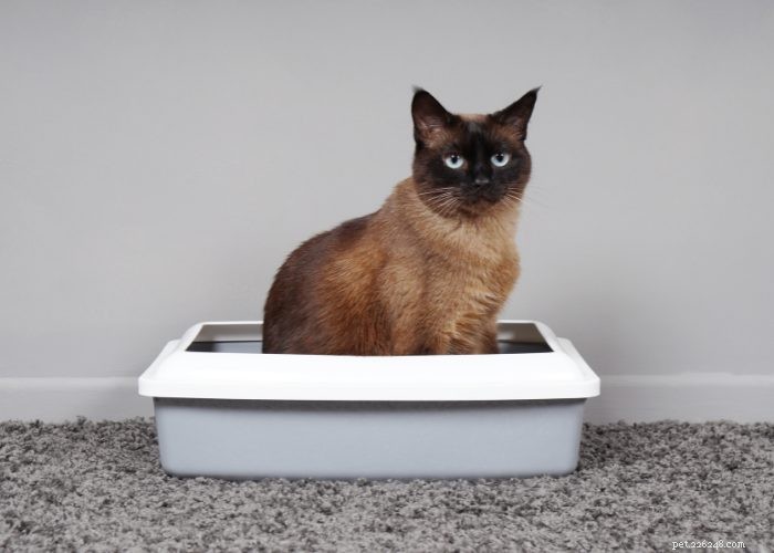 The Ultimate Guide to Litter Training Your New Kitten