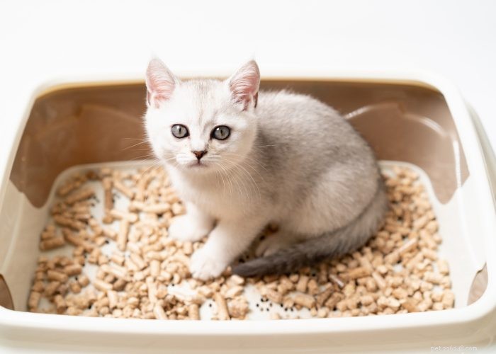 The Ultimate Guide to Litter Training Your New Kitten