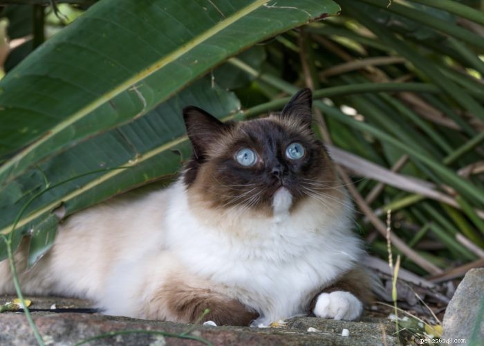 From Wild to Household: The Fascinating Evolution of Cats