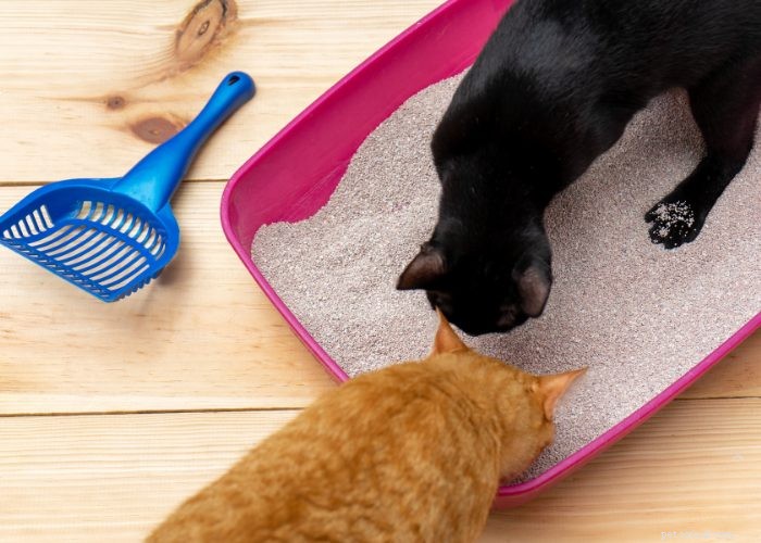 The Ultimate Guide to Litter Training Your New Kitten