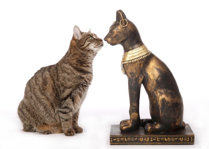 From Wild to Household: The Fascinating Evolution of Cats