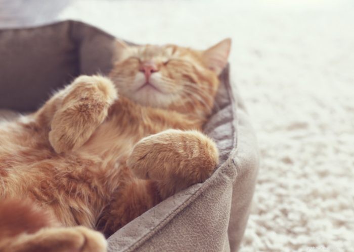 From Wild to Household: The Fascinating Evolution of Cats