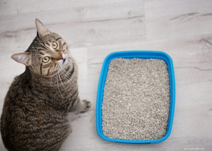From Wild to Household: The Fascinating Evolution of Cats