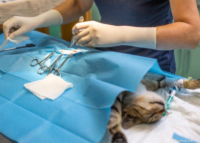 From Wild to Household: The Fascinating Evolution of Cats