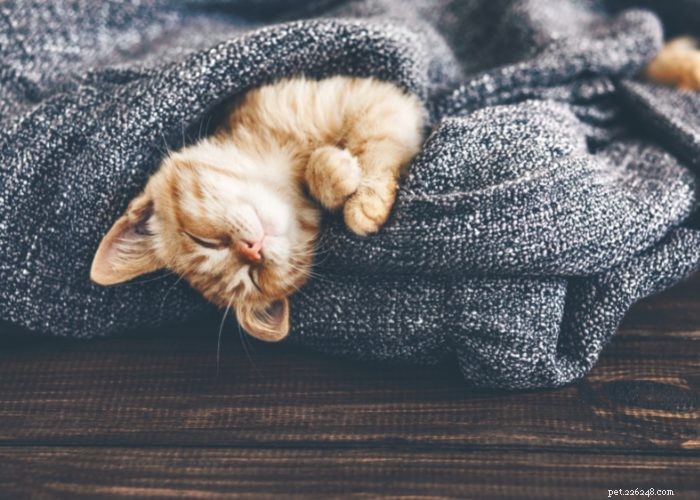 From Wild to Household: The Fascinating Evolution of Cats