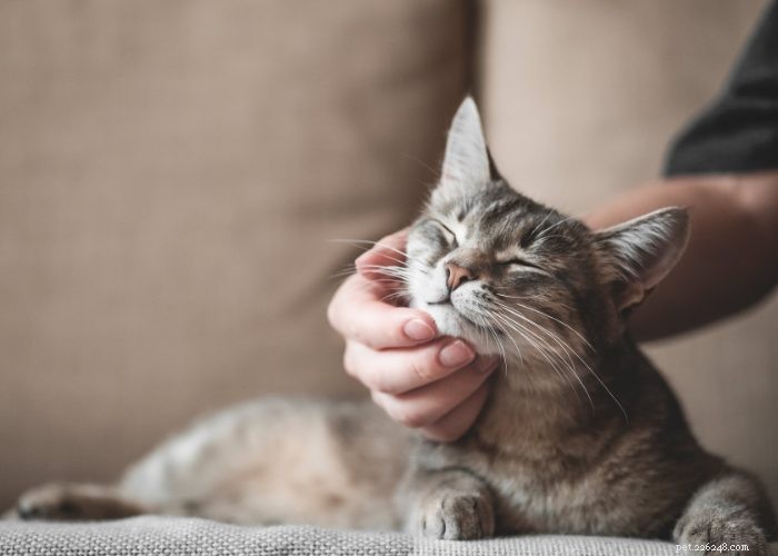 From Wild to Household: The Fascinating Evolution of Cats