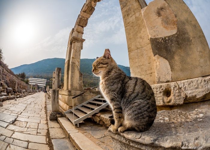 From Wild to Household: The Fascinating Evolution of Cats