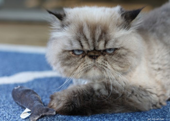 From Wild to Household: The Fascinating Evolution of Cats