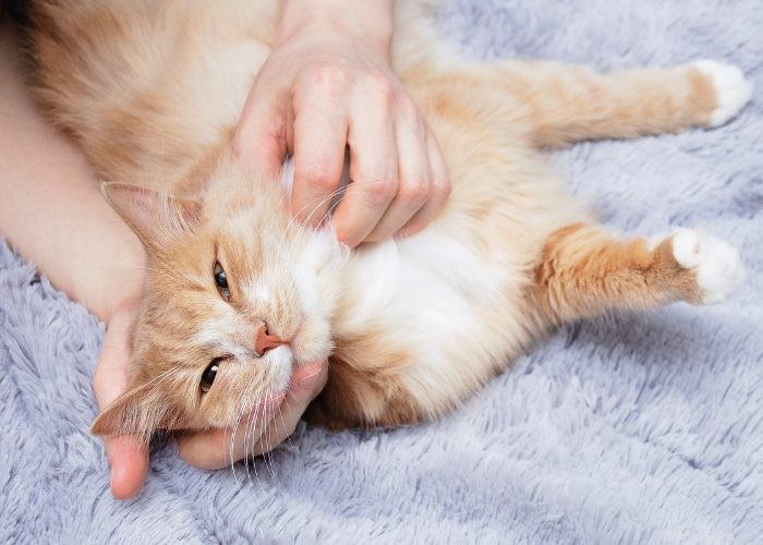 From Wild to Household: The Fascinating Evolution of Cats