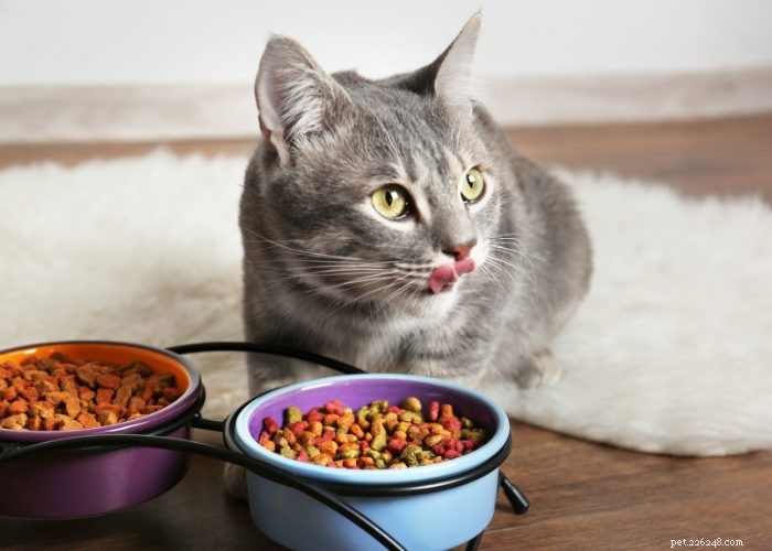 From Wild to Household: The Fascinating Evolution of Cats