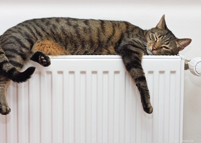 From Wild to Household: The Fascinating Evolution of Cats