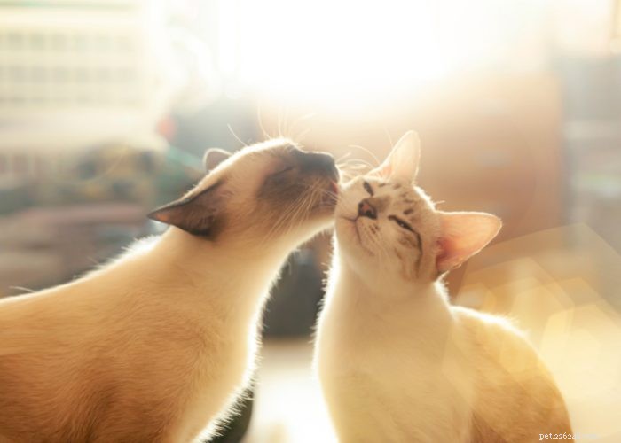 From Wild to Household: The Fascinating Evolution of Cats