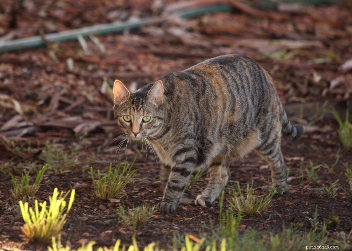 From Wild to Household: The Fascinating Evolution of Cats