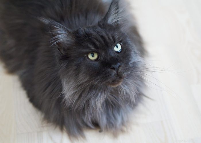 Maine Coon Cat: Gentle Giants and Loyal Companions
