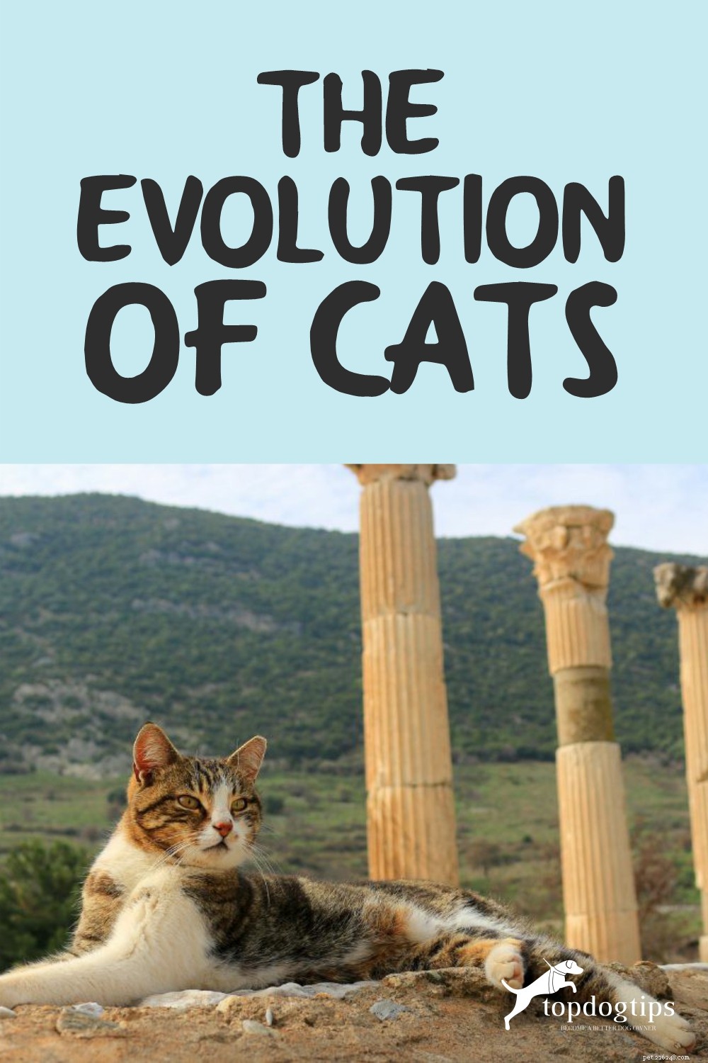 From Wild to Household: The Fascinating Evolution of Cats