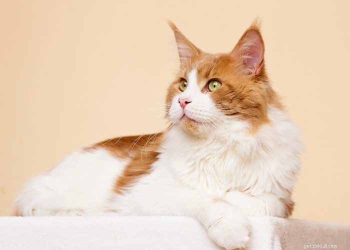 Maine Coon Cat: Gentle Giants and Loyal Companions