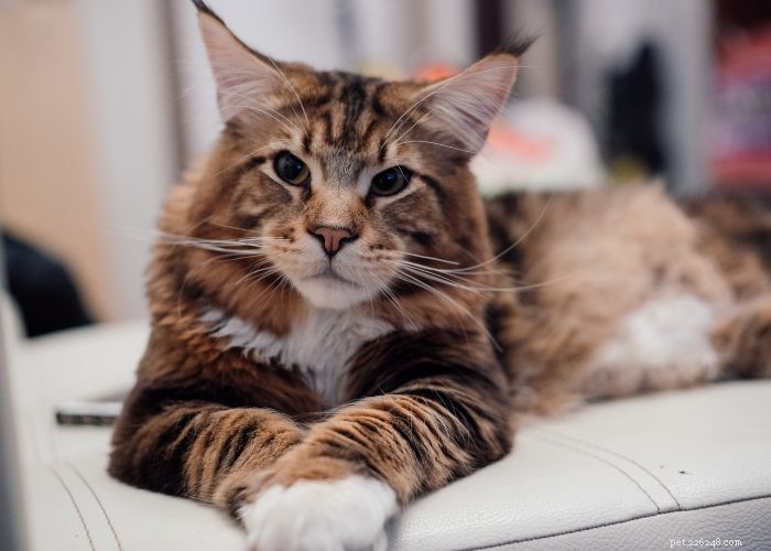 Maine Coon Cat: Gentle Giants and Loyal Companions