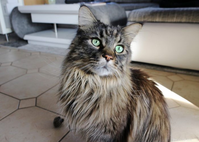 Maine Coon Cat: Gentle Giants and Loyal Companions