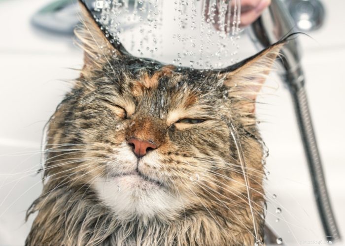 Maine Coon Cat: Gentle Giants and Loyal Companions